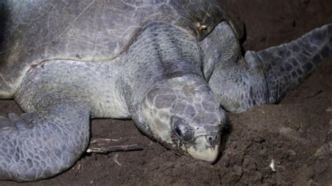 In Panama, legal rights given to sea turtles, boosting the ‘rights of nature’ movement